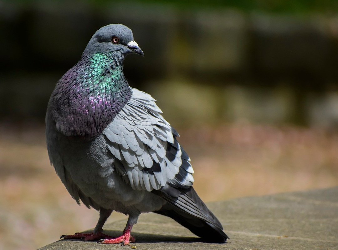 What Sets This Platform Apart From the Competition?