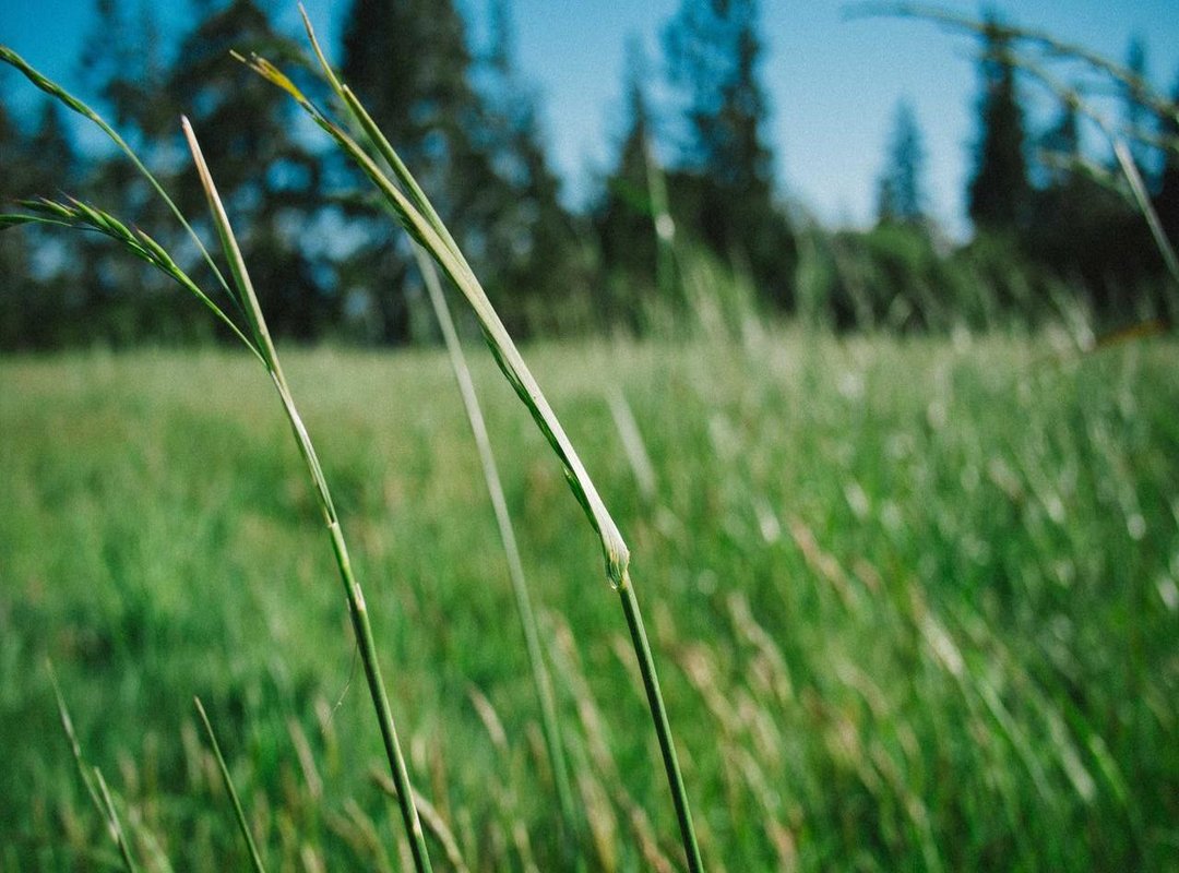 The Anatomy of a Viral GIF: What Made Simon So Meme-Worthy?